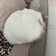 王子麵