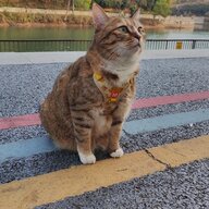 飞鱼转身