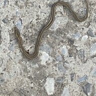 hhjnn