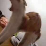 飞翔的律人