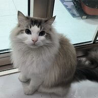 yan_luo1025