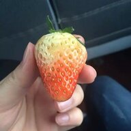 家用便器宋哈娜