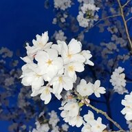 蓝莓黑巧