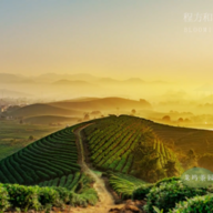 wuyao099