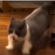 bigsui