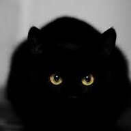 gzbigcat