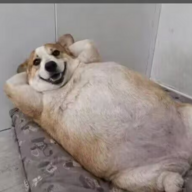 阳总好
