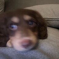 鹦鹉鱼