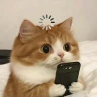 酷猪猪仔