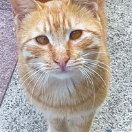 lechatnoir