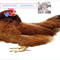 鸡哥还