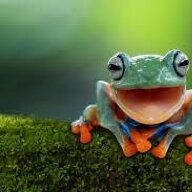 frog0804