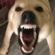yww
