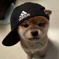 vghbbbv