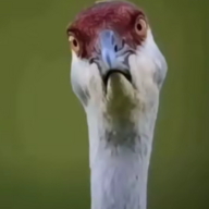 falala