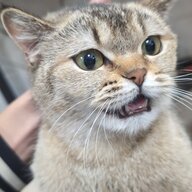donxie