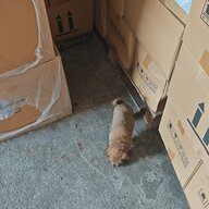 lzhsy