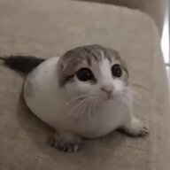 qqtt