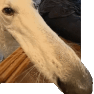 nocko