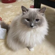 千山映雪