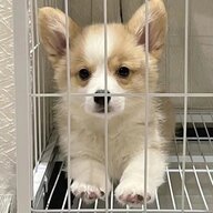 鼠由小王