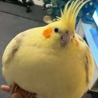 wdsjaqtwmnsj