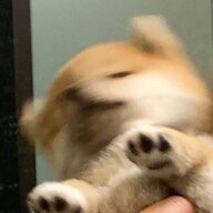 七个罐头