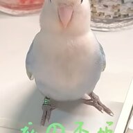 琳彩月