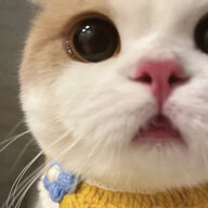597861832