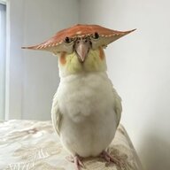 snaqiqi
