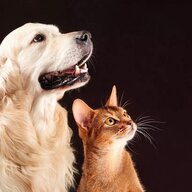 hsdbz
