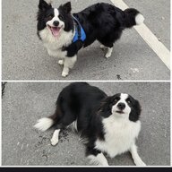 苏琴硝