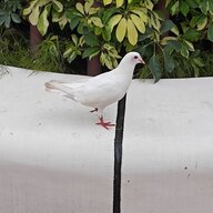 56262