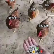 qq2313347533