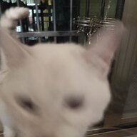 唧唧复唧唧