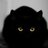 gzbigcat