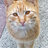 lechatnoir