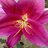 915594753