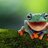 frog0804