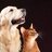 hsdbz